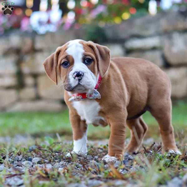 Miley, Beabull Puppy